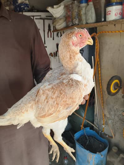 shahjra female ready for breeding