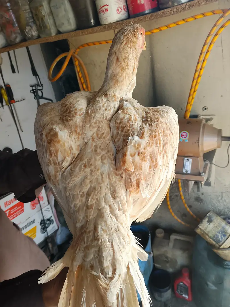 shahjra female ready for breeding — photo 2