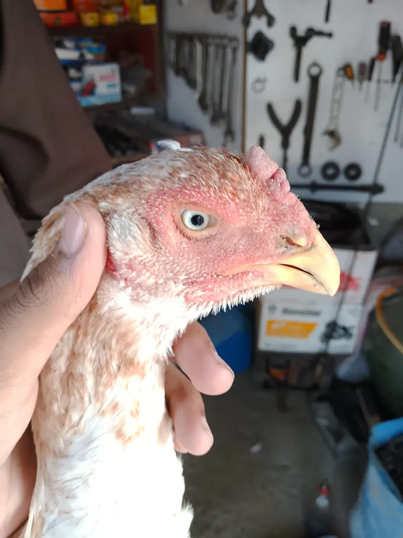 shahjra female ready for breeding — photo 3