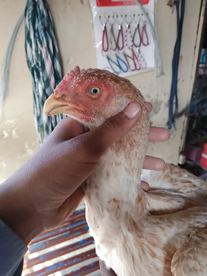 shahjra female ready for breeding — photo 4