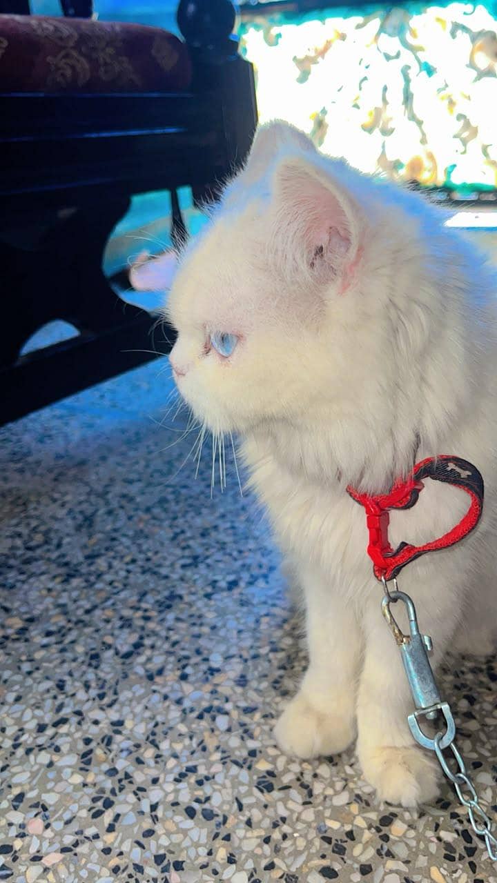 Persian cat 0