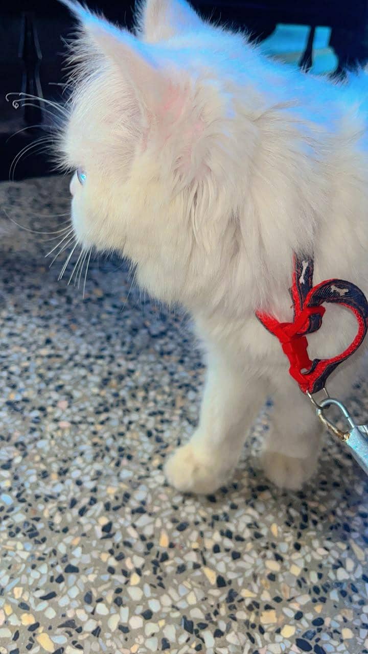 Persian cat 1