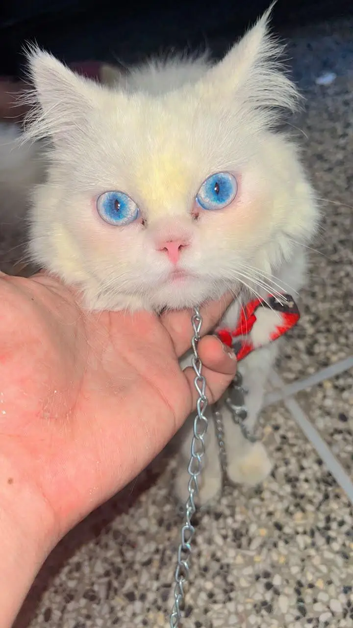 Persian cat — photo 3