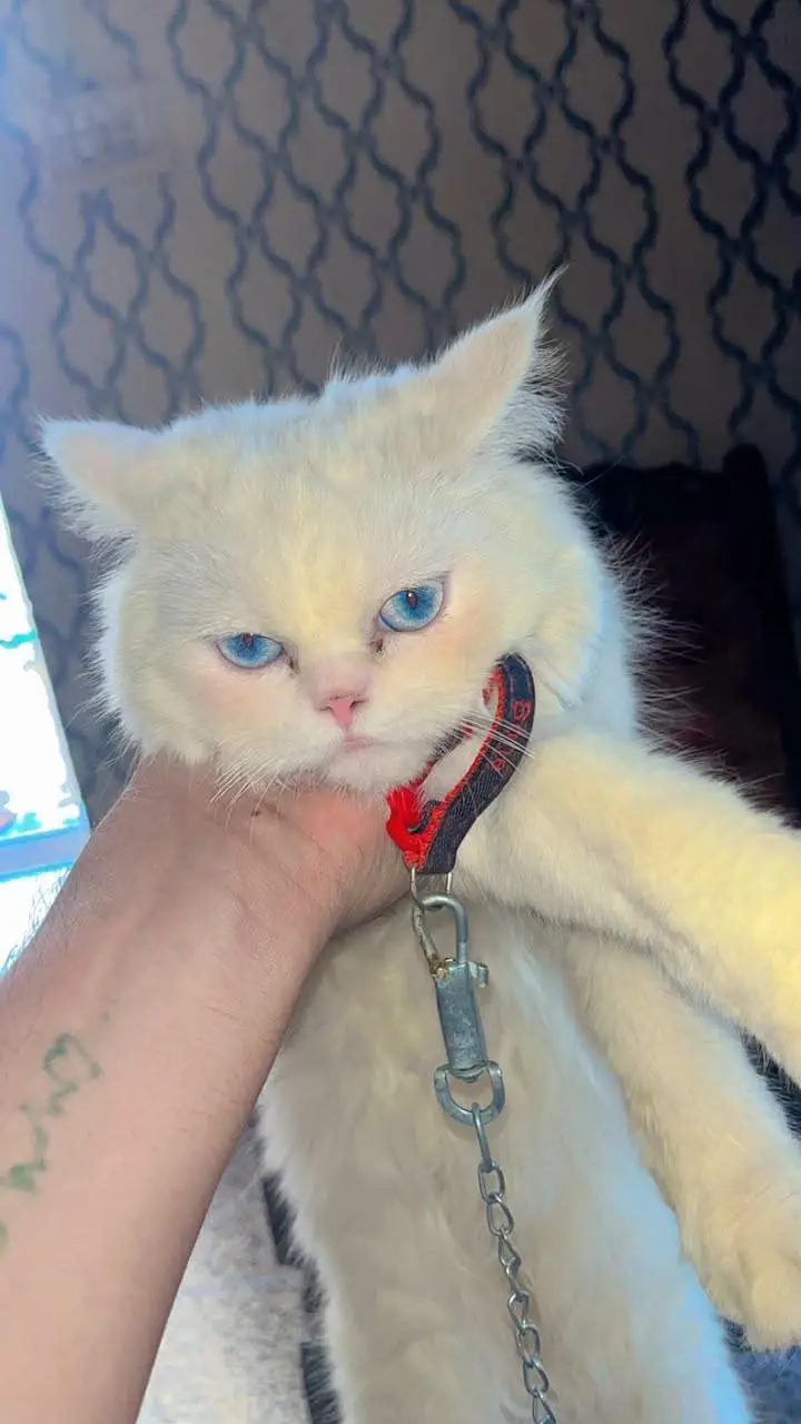 Persian cat — photo 4