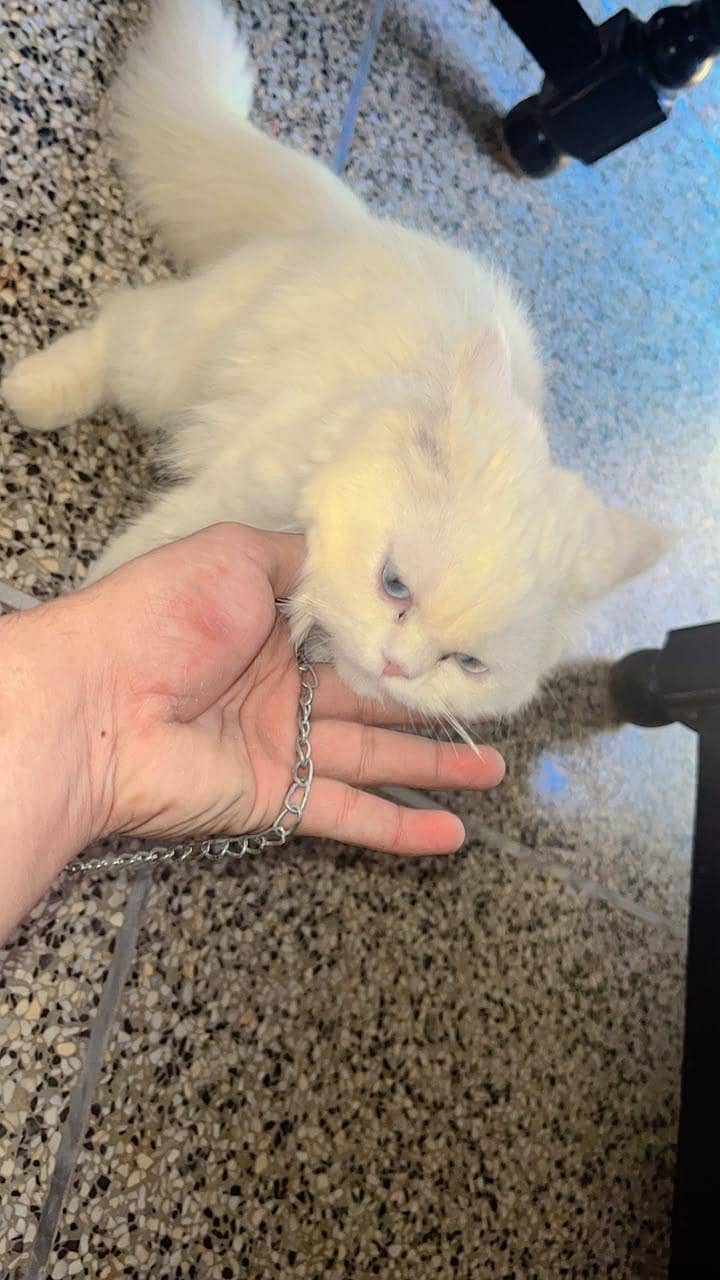 Persian cat 4