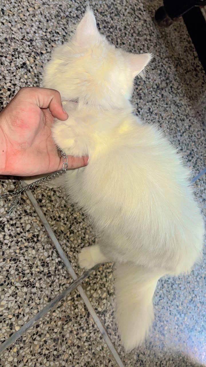Persian cat 5
