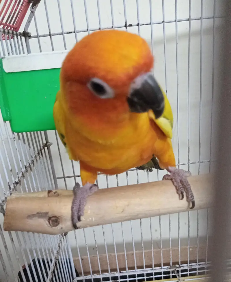 Sun conure Male — photo 2