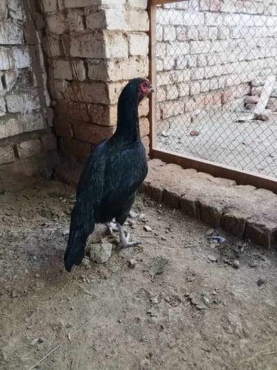Aseel murgi for sale ha 0327 5068016 number