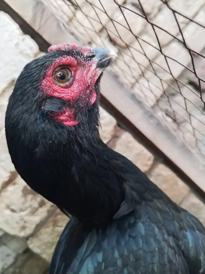Aseel murgi for sale ha 0327 5068016 number — photo 2