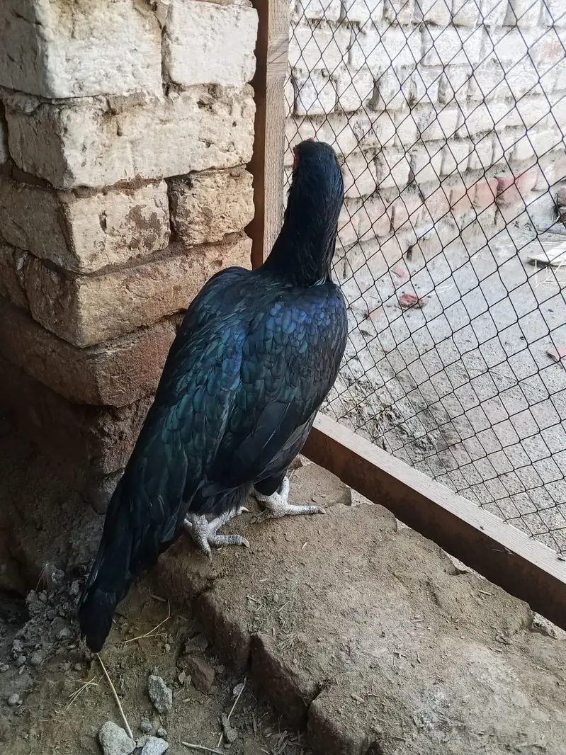 Aseel murgi for sale ha 0327 5068016 number — photo 3
