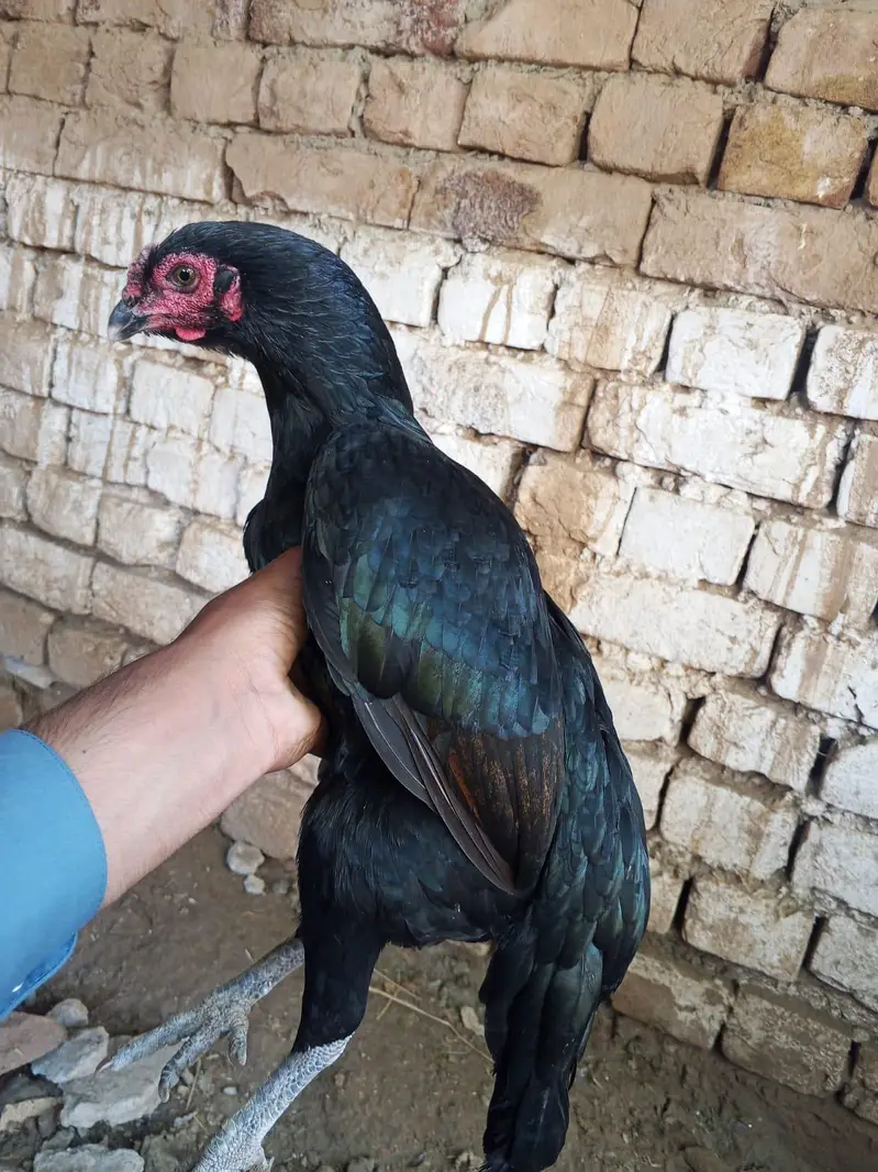 Aseel murgi for sale ha 0327 5068016 number — photo 4