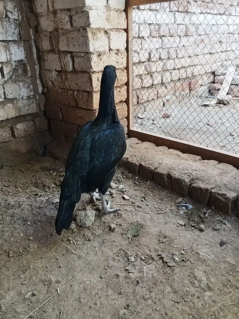 Aseel murgi for sale ha 0327 5068016 number — photo 5