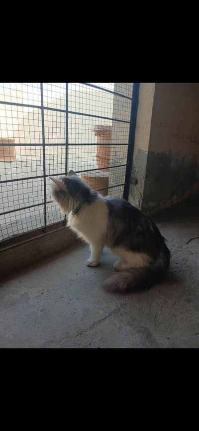Gorgeous Long-Coat Persian Cat Available for Sale