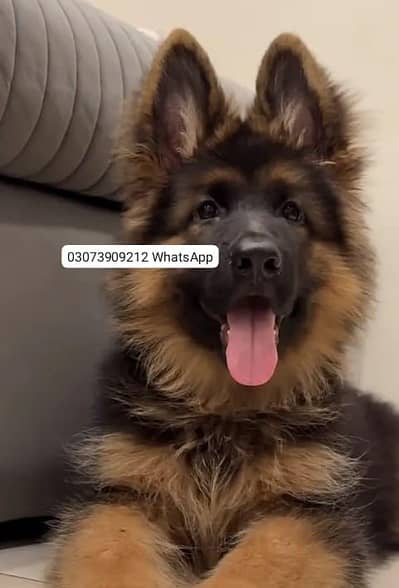 German Shepherd Long Coat Puppies Available* Puppy  *Details:* *