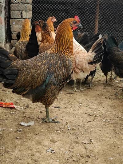 golden misri | eggs laying hens| anday wali murgi |desi hens | read ad