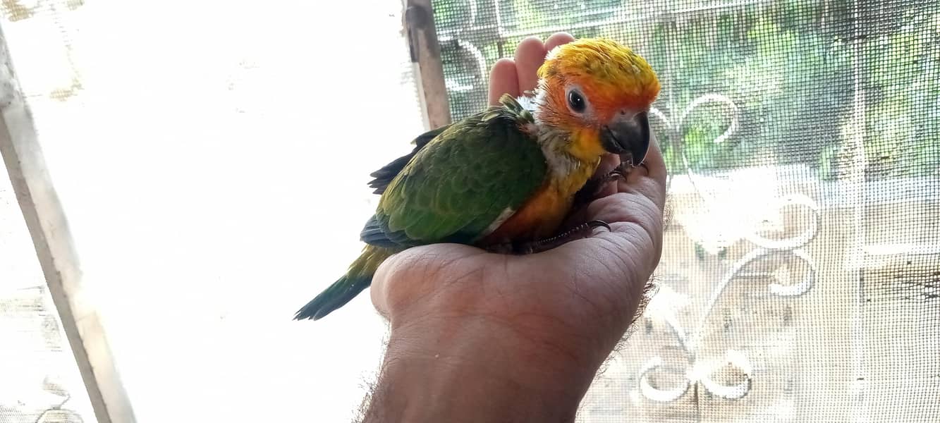Sun conure 2
