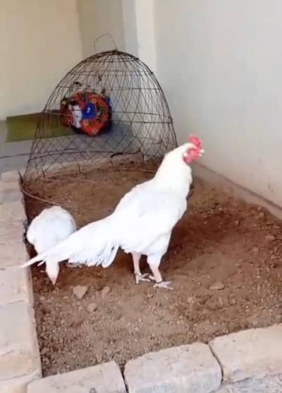 Paper White Aseel Pair For Sale
