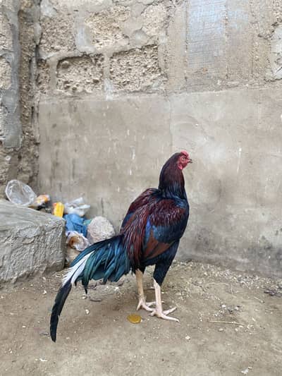 Aseel murga patha