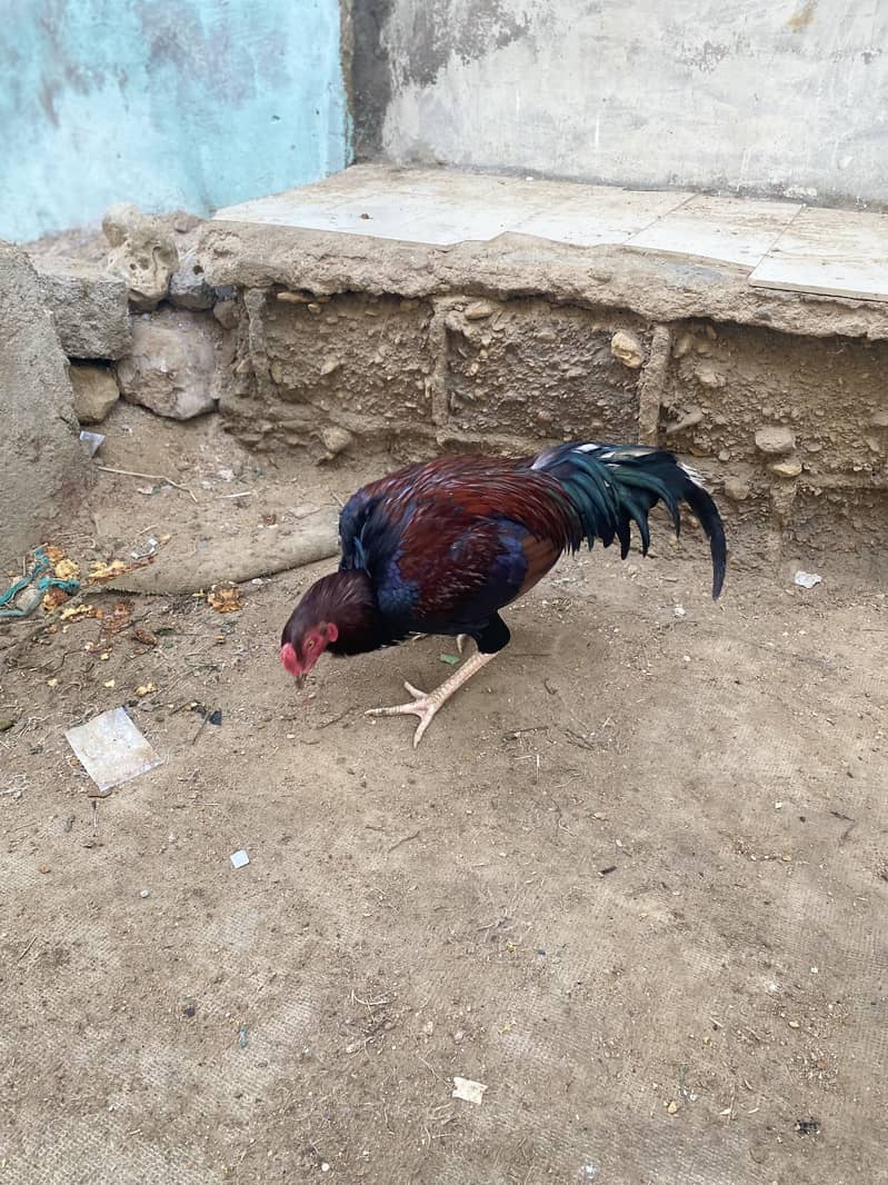 Aseel murga patha 1