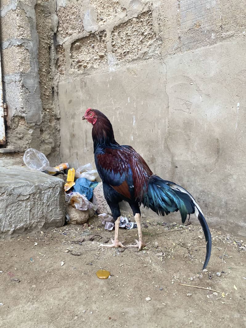 Aseel murga patha 3