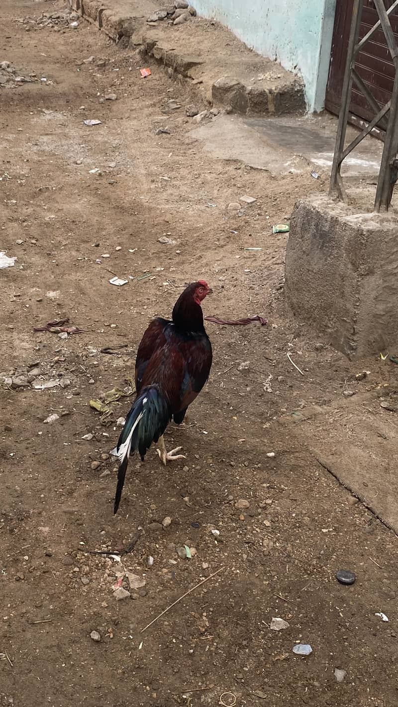 Aseel murga patha 6