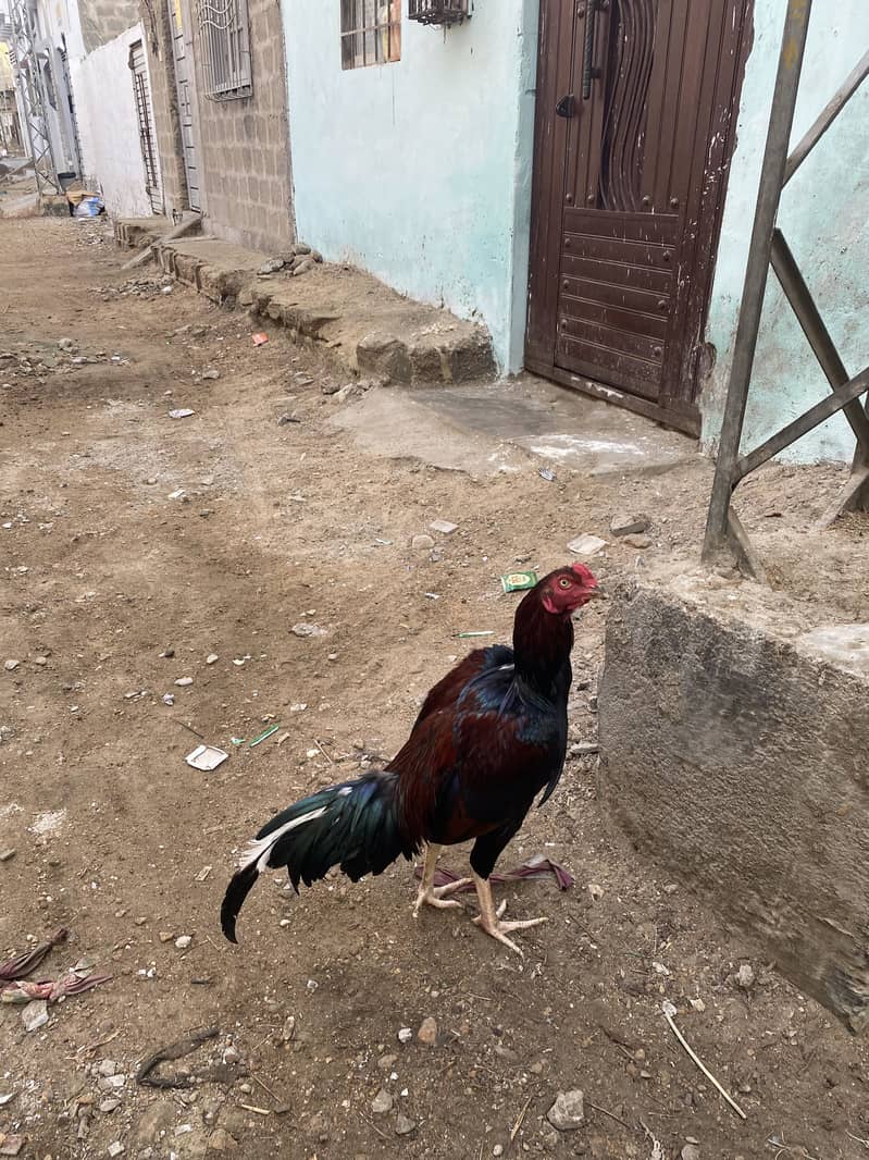 Aseel murga patha 7