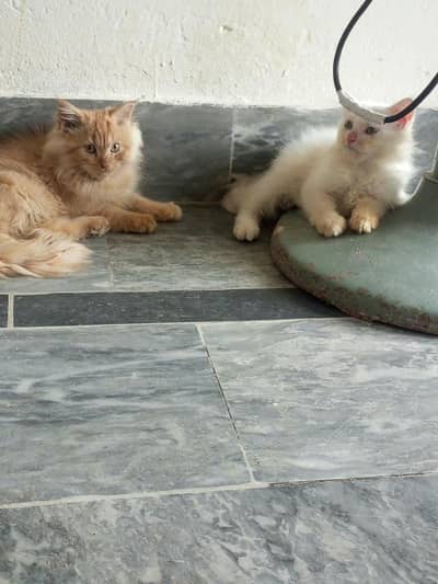 persian cat for sale