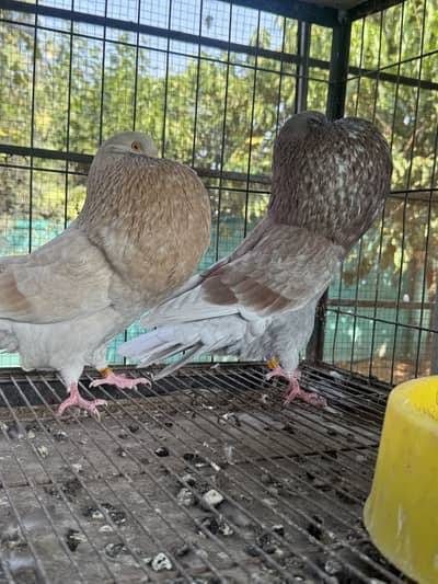 Hessian Pouter breeder pairs