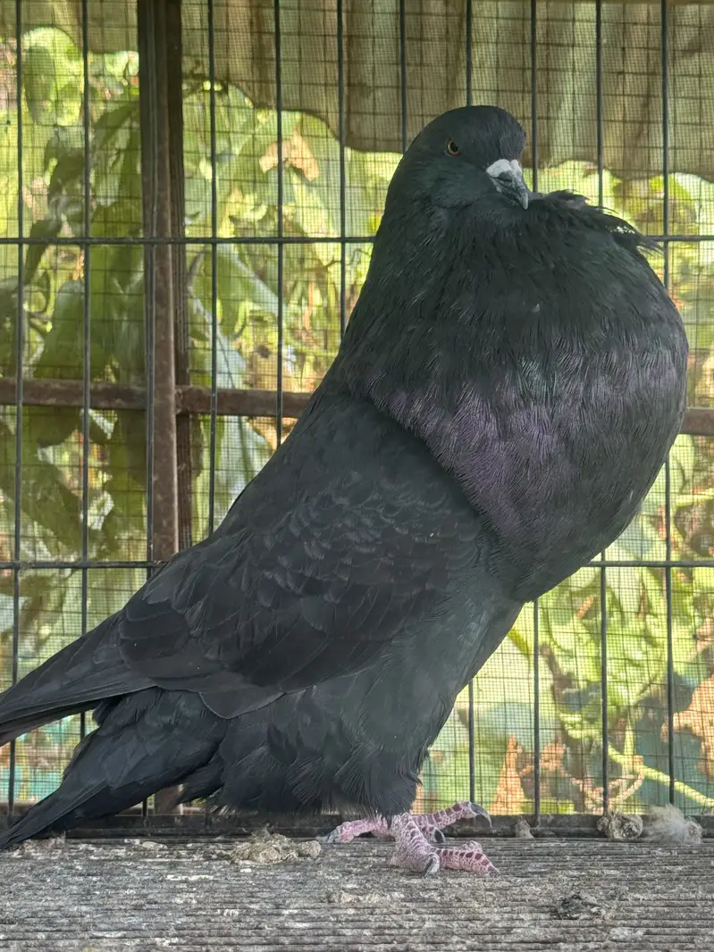 Hessian Pouter breeder pairs — photo 3