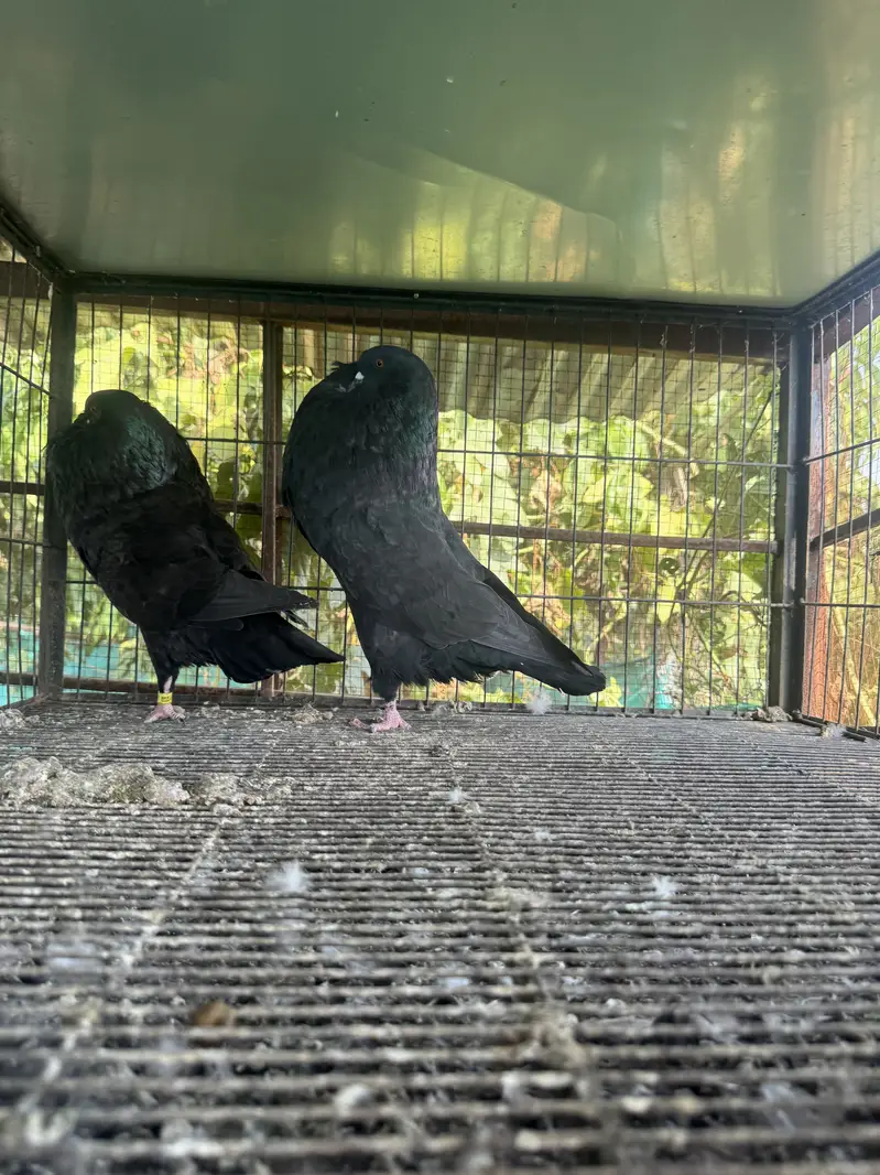 Hessian Pouter breeder pairs — photo 4