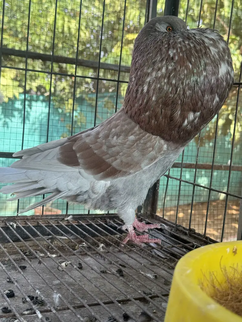 Hessian Pouter breeder pairs — photo 5