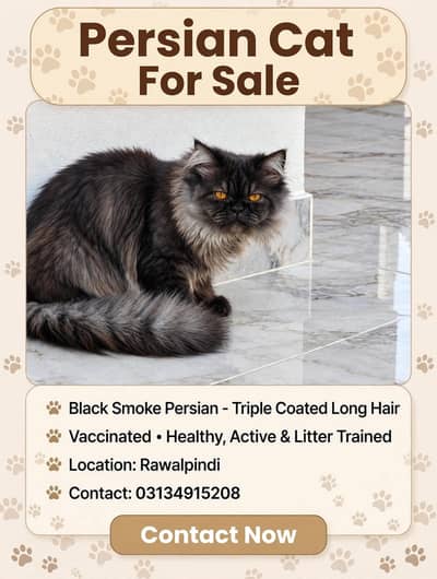 Persian Male Cat for Sale - Rawalpindi