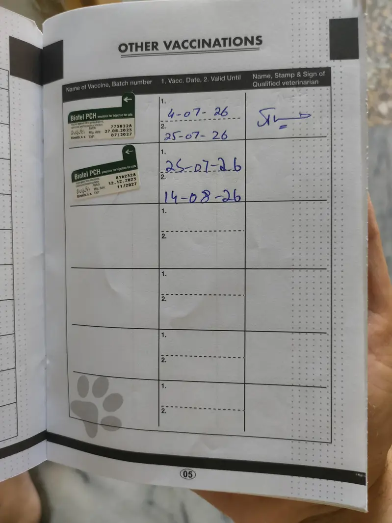 Persian Male Cat (Vaccinated) for Sale - Rawalpindi — photo 4
