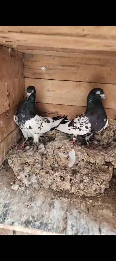 rampuri kabooter for sale