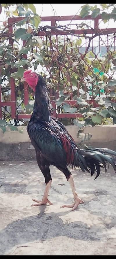 Top Quality Aseel Chicks with hen available