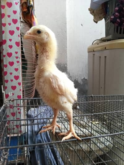 Quality White King Shamoo Chicks available at different ages