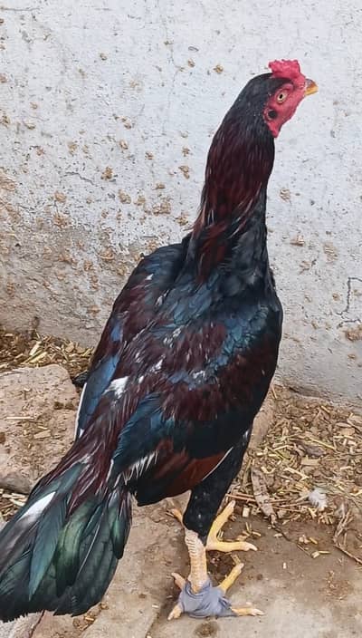 Aseel patha for sale