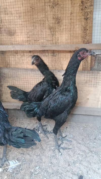 Aseel Thai breed