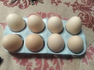 Dasy egg + aseel pair for sale