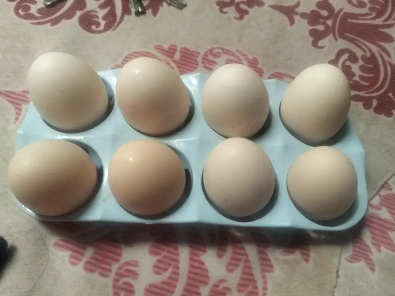 Dasi egg + aseel pair for sale — photo 2
