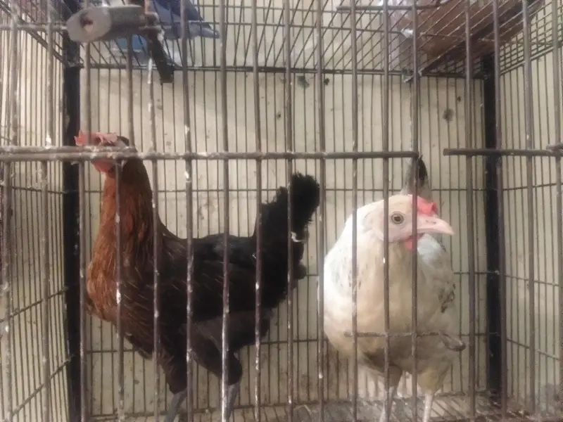 Dasi egg + aseel pair for sale — photo 3