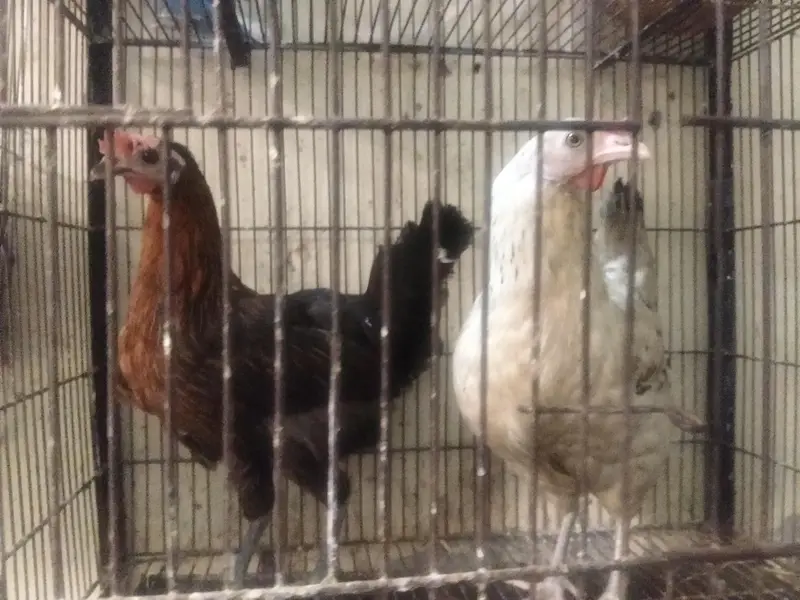 Dasi egg + aseel pair for sale — photo 4