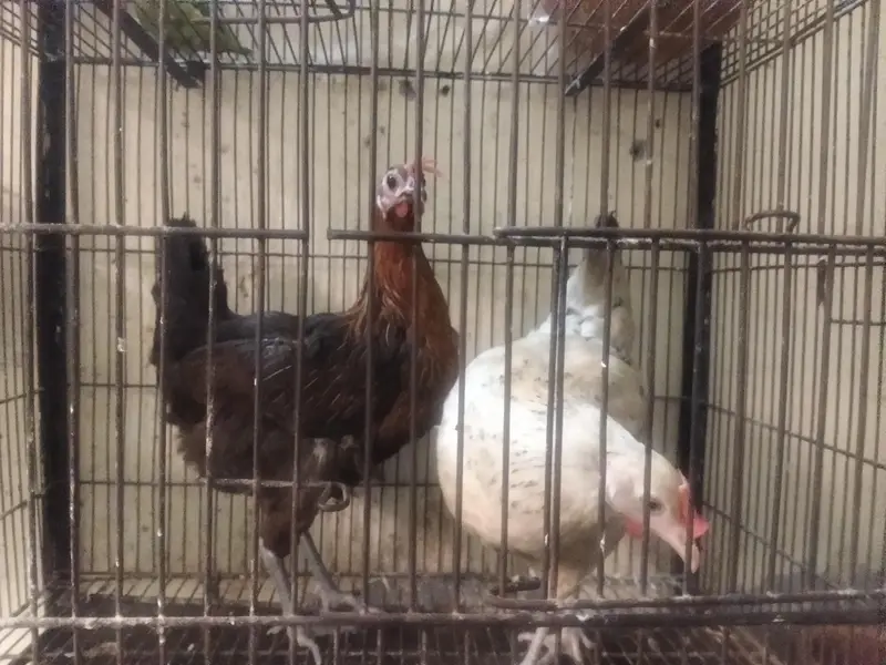 Dasi egg + aseel pair for sale — photo 5