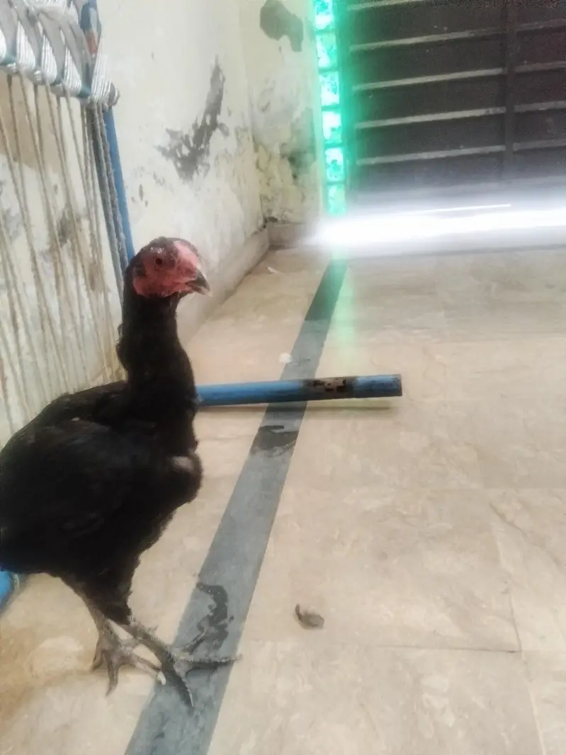 Dasi egg + aseel pair for sale — photo 6