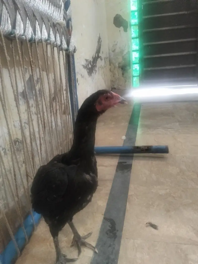 Dasi egg + aseel pair for sale — photo 7