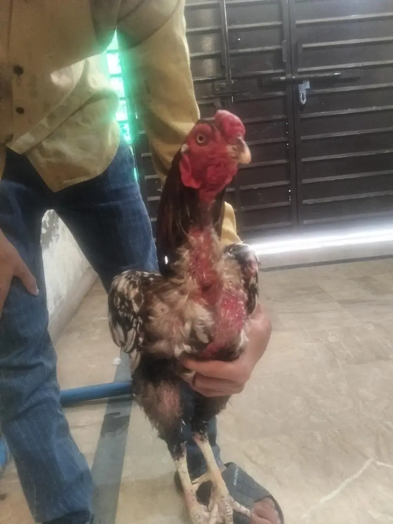 Dasi egg + aseel pair for sale — photo 8