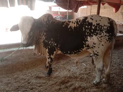 qurbani 2027 ke liye