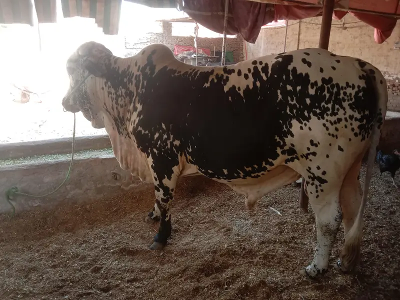 qurbani 2027 ke liye — photo 2
