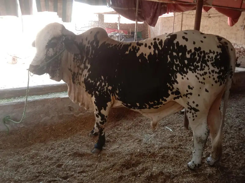 qurbani 2027 ke liye — photo 3