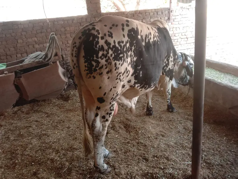 qurbani 2027 ke liye — photo 4